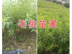 云南板栗實(shí)生苗批發(fā)/板栗苗一棵的價(jià)格-安寧板栗苗圃圖2