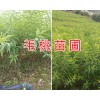 毛桃苗銷售基地/安寧山毛桃實(shí)生苗供應(yīng)