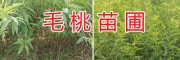 云南毛桃樹苗批發(fā)基地-安寧毛桃實(shí)生苗