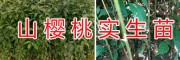 山櫻桃實(shí)生苗批發(fā)-安寧毅恒果苗種植園