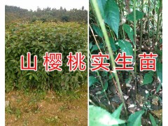 昆明果苗圃*山櫻桃實(shí)生苗銷(xiāo)售&毛桃實(shí)生苗基地圖3