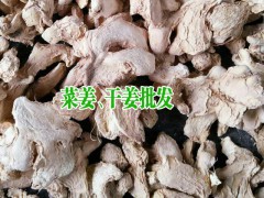 2020菜姜、干姜_姜塊生產(chǎn)供應(yīng)商圖3