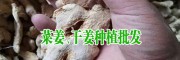 云南干姜新價(jià)格行情