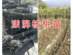 娘青核桃苗-云南核桃樹苗基地/大理優(yōu)質(zhì)核桃苗供應圖1