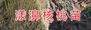 優(yōu)質(zhì)核桃苗-漾濞大泡核桃、娘青核桃種苗供應(yīng)銷售