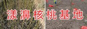 大理漾濞核桃苗怎么樣-漾濞核桃苗種植技術(shù)指導(dǎo)