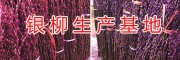 銀柳批發(fā)種植基地-/重慶銀柳供應(yīng)商