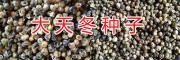 云南藥材種苗信息網(wǎng)/昆明新鮮中藥種子天門(mén)冬批發(fā)