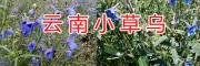 曲靖新鮮小草烏&干貨小草烏銷售供應(yīng)/