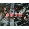 冰球子種苗圖片&云南冰球子苗-曲靖冰球子苗批發(fā)