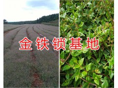 滇黃精種子價(jià)格&曲靖黃精基地*金鐵鎖種子圖片圖2