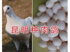 肉鴿活體批發(fā)&昆明哪里出售肉鴿-昆明肉鴿供應(yīng)圖3