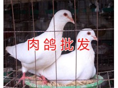 昆明肉鴿多少錢一對#肉鴿的養(yǎng)殖前景/云南小型肉鴿養(yǎng)殖場圖2