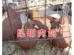 云南肉鴿批發(fā)*昆明乳鴿銷售價格-速凍凈膛乳鴿圖1