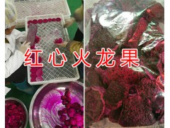 火龍果干花多少錢一斤？火龍果干花批發(fā)&云南火龍果花圖2