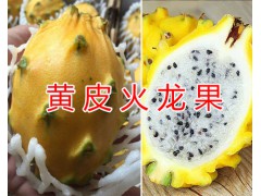 火龍果干花多少錢一斤？火龍果干花批發(fā)&云南火龍果花圖3