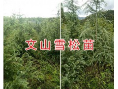 文山哪里蘋果苗多？保山市芒寬鄉(xiāng)順峰果苗基地#13398754815圖3