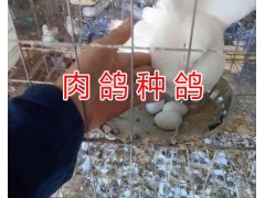 肉鴿種鴿價(jià)格#昆明種肉鴿出售/種鴿一對多少錢？圖2