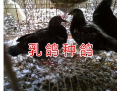 肉鴿種鴿價(jià)格#昆明種肉鴿出售/種鴿一對多少錢？圖3