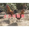 昆明哪里賣土公雞#土公雞活體供應/林下土公雞