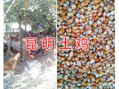 林下放養(yǎng)土公雞/昆明土公雞出售-土公雞活體批發(fā)圖3