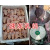 昆明乳鴿養(yǎng)殖場-昆明乳鴿價格/昆明新鮮速凍乳鴿讓供應(yīng)