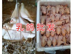 昆明速凍肉鴿銷售*新鮮冰凍乳鴿/冷凍宰殺肉鴿價格圖3