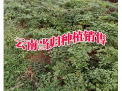 宣威市當歸種植養(yǎng)殖專業(yè)合作社[087164155848]圖2