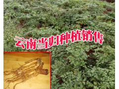 宣威市當歸種植養(yǎng)殖專業(yè)合作社[087164155848]圖3