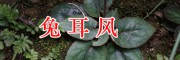 云南兔耳風(fēng)銷售，祿勸夜交藤、土荊芥首烏藥材批發(fā)