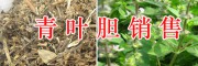 昆明青葉膽多少錢？千里光價(jià)格-半夏、首烏收購(gòu)