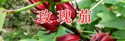 昆明洛神花（玫瑰茄）大貨批發(fā)#功勞木&金櫻根&當(dāng)歸銷售