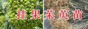 吳茱萸掛果苗銷售，供應(yīng)2萬棵-麗江茱萸苗