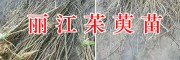 出售2萬棵吳茱萸苗-提供種植技術(shù)，麗江吳茱萸育苗