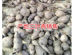 新三葉青多少錢(qián)一斤_中藥材三葉青收購(gòu)公司圖1