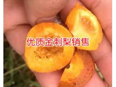 無(wú)籽刺梨幾年掛果_無(wú)籽刺梨苗多少一株_	野刺梨泡酒的功效圖3