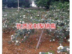 新貴龍科技金刺梨種苗銷售商_金刺梨種植技術(shù)資料大全圖2