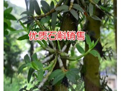 石斛怎么吃好_安龍石斛生物科技公司圖2