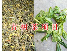 古樹茶多少錢一斤/紅河古茶樹-茶園項目圖2