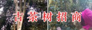 百年古茶樹收購(gòu)項(xiàng)目-*古樹茶開發(fā)合作