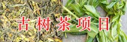 云南古樹茶生產(chǎn)項(xiàng)目：千畝古茶樹、百畝大樹茶