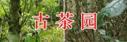 紅河古樹茶招商合作-