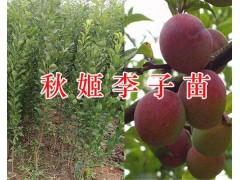 紅河黃精種子、黃精苗基地-個(gè)舊黃精苗價(jià)格及圖片圖3