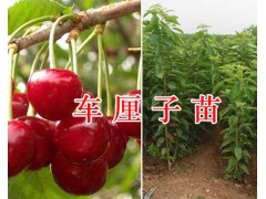 秋姬李畝產(chǎn)量-車?yán)遄訖烟颐缁?紅河果苗供應(yīng)信息圖3