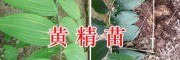 黃精種苗價(jià)格-紅河個(gè)舊黃精苗-云南黃精高產(chǎn)栽培技術(shù)