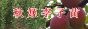 秋姬李子苗基地/紅河秋姬李苗批發(fā)-云南秋姬李果苗