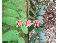 求購(gòu)滇黃精種子價(jià)格&林下栽培黃精苗-紅河黃精種苗供應(yīng)圖3