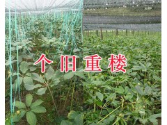 紅河滇重樓基地-3年滇重樓苗銷售/400-6633-626圖2