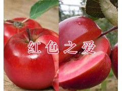 云南早酥紅梨供應：紅河早酥紅梨批發(fā)/早酥紅梨市場價格圖3