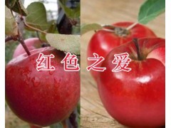 早酥紅梨銷售價(jià)格信息#紅河紅色之愛蘋果&個(gè)舊滇重樓苗圖2